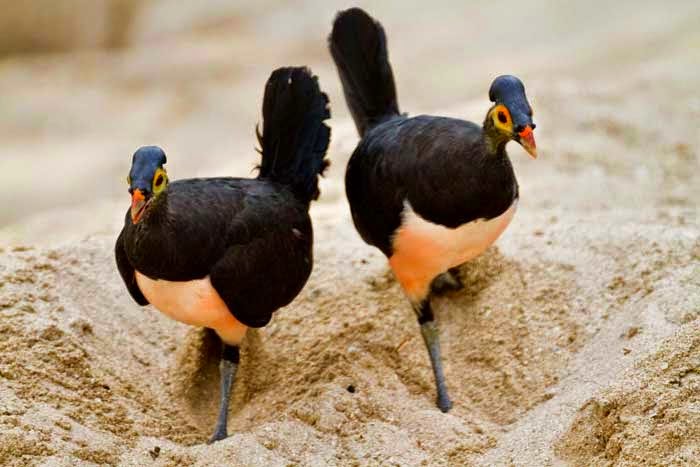 Picture 1 of Birds are owning the beach