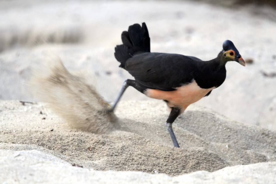 Picture 2 of Birds are owning the beach