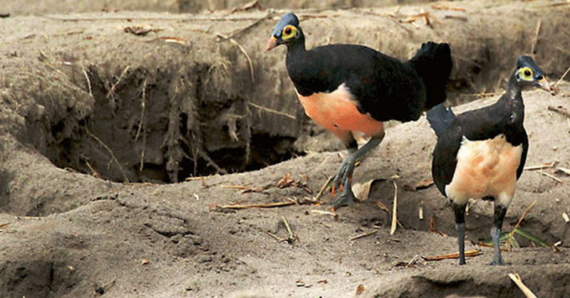 Picture 3 of Birds are owning the beach