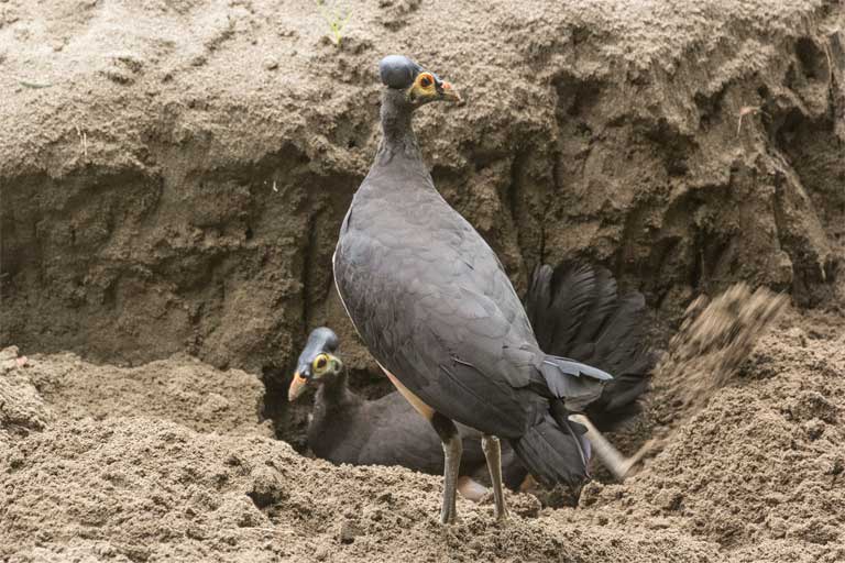 Picture 5 of Birds are owning the beach