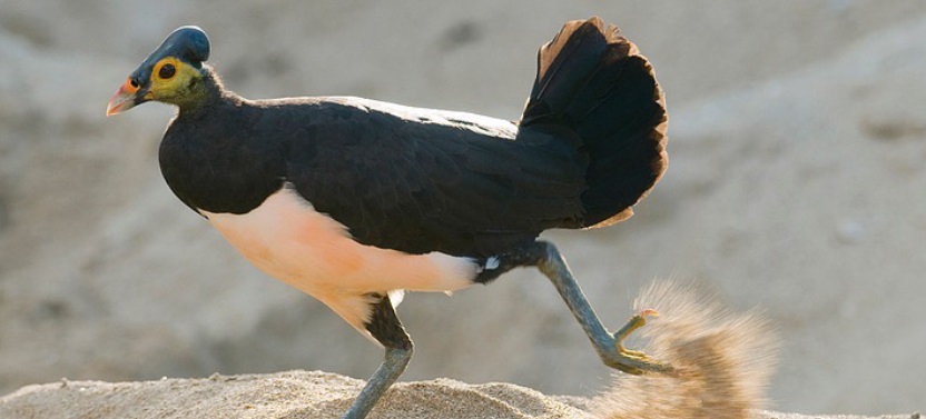 Picture 6 of Birds are owning the beach