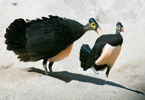 Picture 7 of Birds are owning the beach