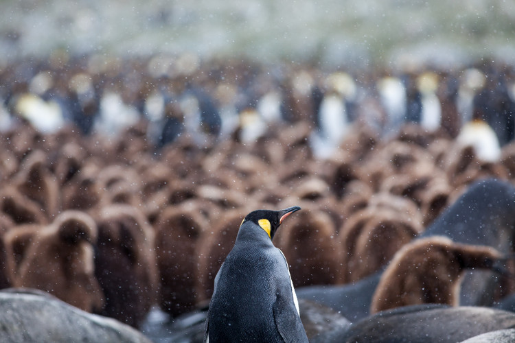 Picture 1 of Birds are smarter than we thought