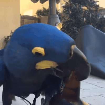 Picture 2 of Birds are smarter than we thought