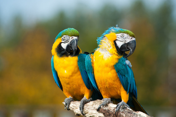 Picture 3 of Birds are smarter than we thought