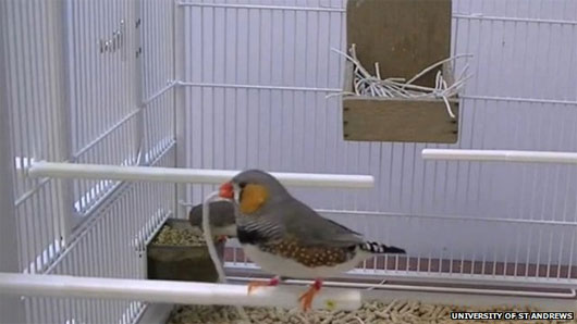 Picture 1 of Birds can choose the best nesting material