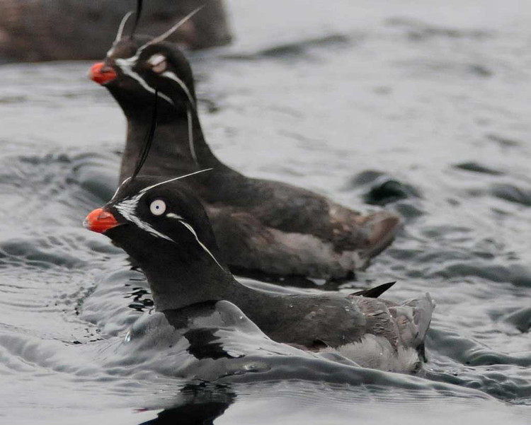 Picture 3 of Birds can create their own fragrant fragrance to attract their partners