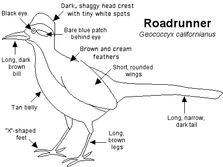 Picture 2 of Birds cross the road