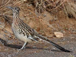 Picture 4 of Birds cross the road