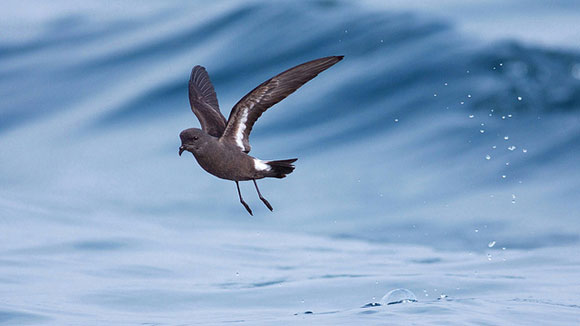 Picture 1 of Birds know how to avoid 'incest'