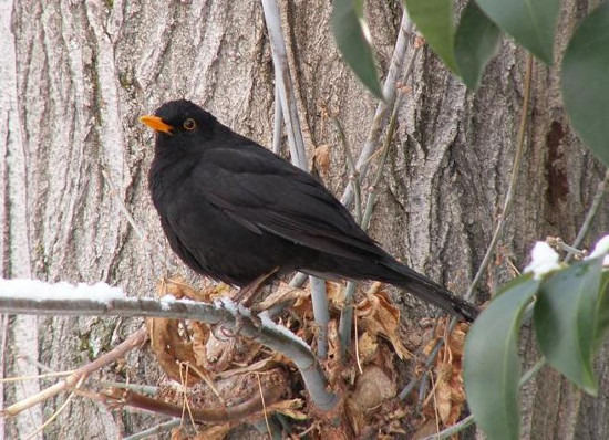 Picture 1 of Birds know how to deal with urban noise pollution