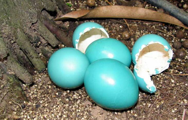 Picture 1 of Birds lay colorful eggs