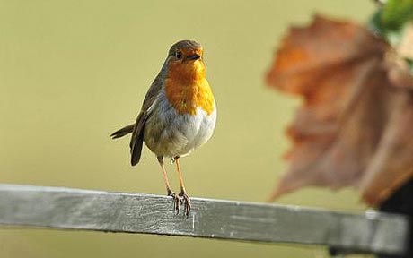 Picture 1 of Birds live in cities up later than rural birds