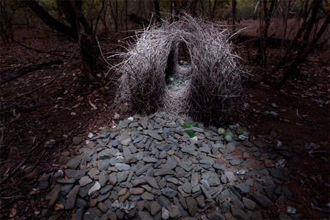 Picture 8 of Birds make houses to get married