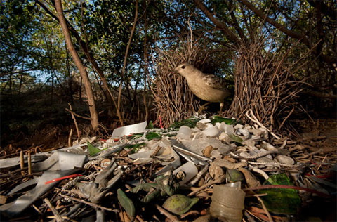 Picture 9 of Birds make houses to get married