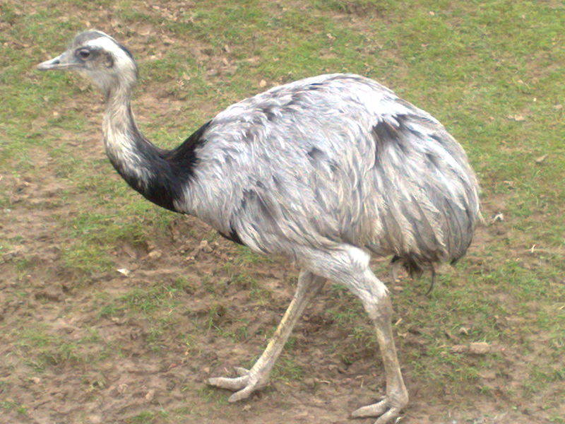 Picture 6 of Birds never ... fly