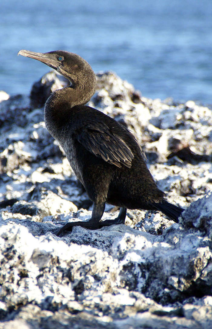 Picture 9 of Birds never ... fly