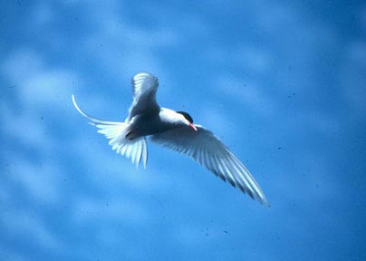 Picture 1 of Birds of paradise (Paradisaea)