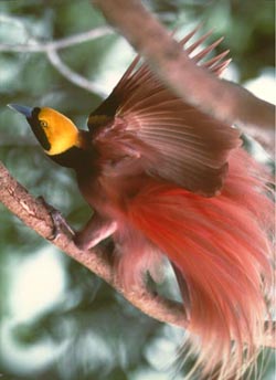 Picture 3 of Birds of paradise (Paradisaea)