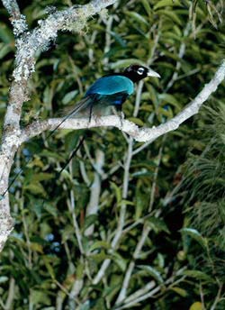 Picture 4 of Birds of paradise (Paradisaea)