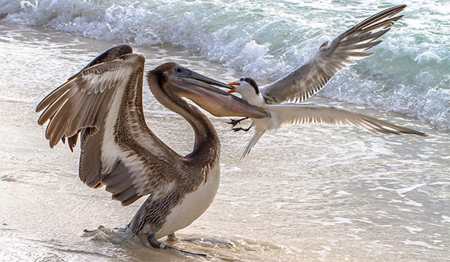 Picture 3 of Birds or coffee, 'Gypsy' is the most fragile animal world