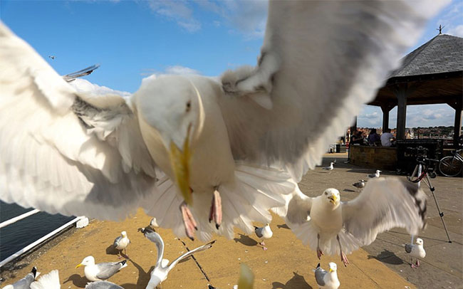 Picture 4 of Birds or coffee, 'Gypsy' is the most fragile animal world
