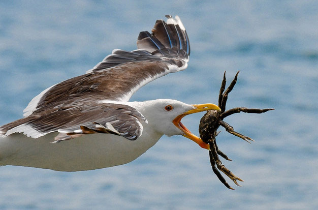Picture 6 of Birds or coffee, 'Gypsy' is the most fragile animal world