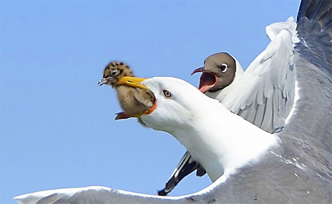 Picture 7 of Birds or coffee, 'Gypsy' is the most fragile animal world