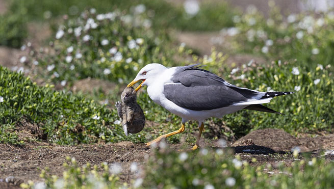 Picture 8 of Birds or coffee, 'Gypsy' is the most fragile animal world