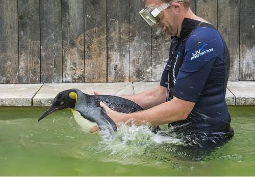 Picture 1 of Birds practice swimming because they are afraid of water