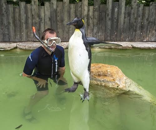 Picture 2 of Birds practice swimming because they are afraid of water