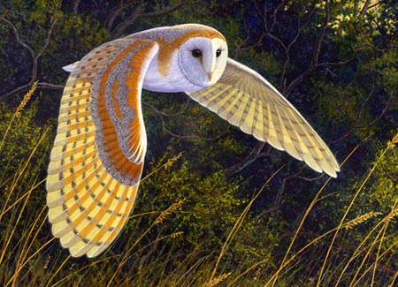 Picture 1 of Birds protect crops