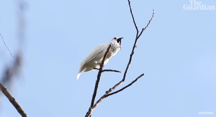 Birds that sing to their mates are noisier than airplanes images 1