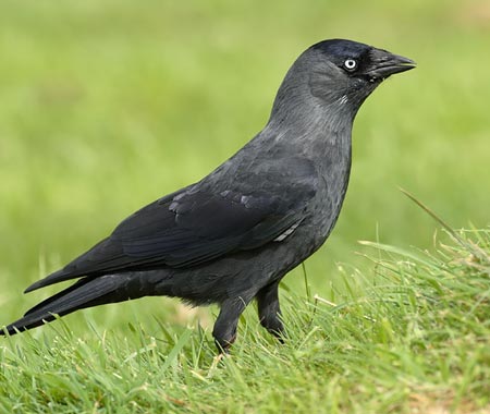 Picture 1 of Birds understand people's eyes