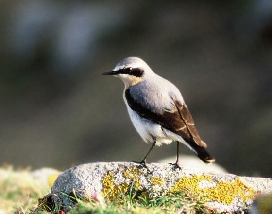 Picture 1 of Birds weighing 25g fly to 29,000km to avoid cold