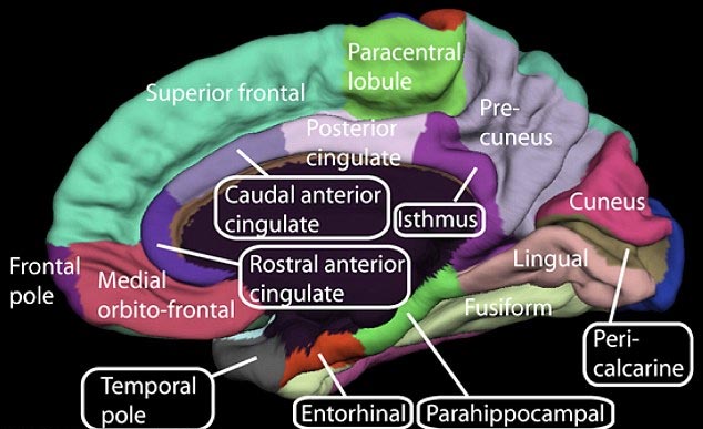 Picture 2 of Birth control pills can cause brain atrophy?