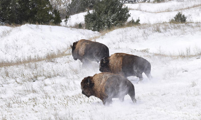 Picture 1 of Bison cows re-export in the US National Park