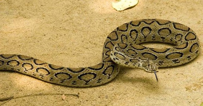 Picture 1 of Biting a snake snake hero 'adults turn into children'