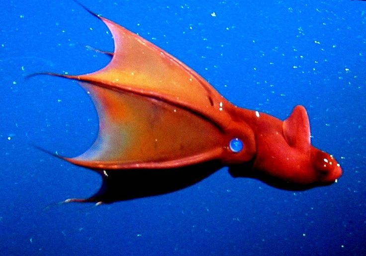 Picture 1 of Bizarre creatures hiding in the deep sea