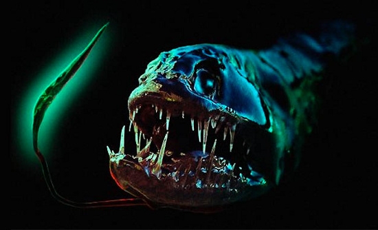 Picture 10 of Bizarre creatures hiding in the deep sea