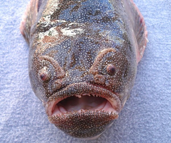 Picture 11 of Bizarre creatures hiding in the deep sea