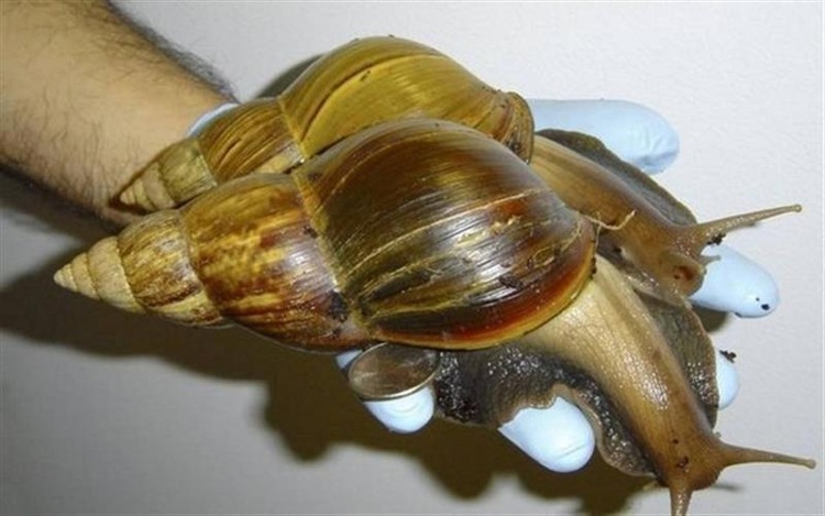 Picture 12 of Bizarre creatures hiding in the deep sea