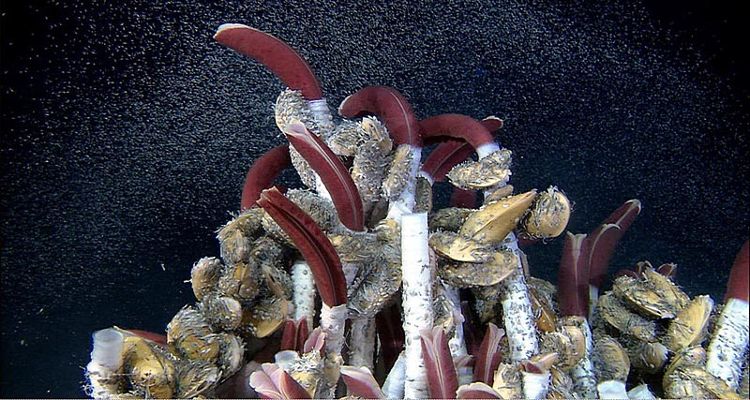 Picture 13 of Bizarre creatures hiding in the deep sea