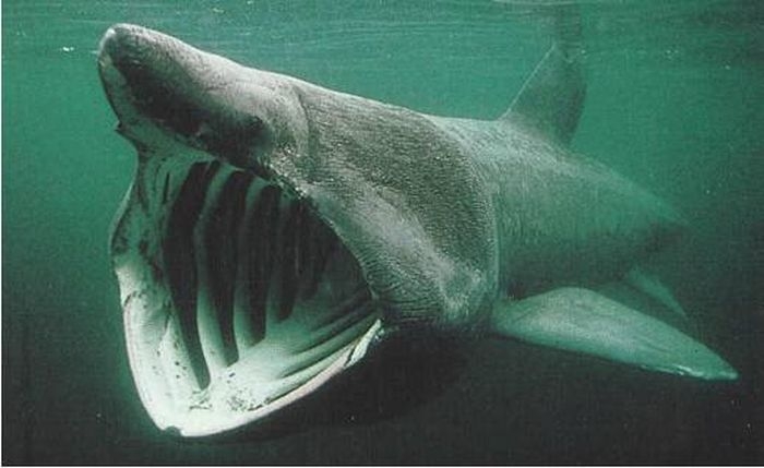 Picture 14 of Bizarre creatures hiding in the deep sea