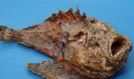 Picture 15 of Bizarre creatures hiding in the deep sea