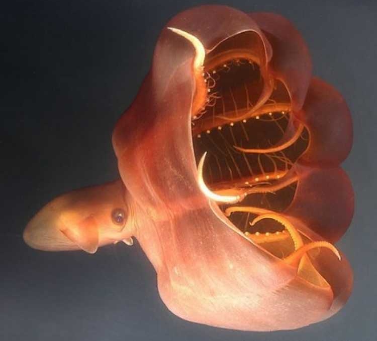 Picture 2 of Bizarre creatures hiding in the deep sea