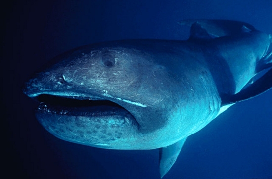 Picture 4 of Bizarre creatures hiding in the deep sea