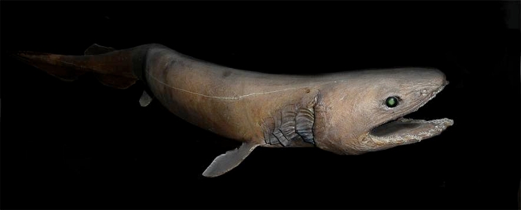 Picture 5 of Bizarre creatures hiding in the deep sea