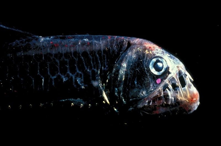 Picture 6 of Bizarre creatures hiding in the deep sea
