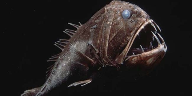 Picture 7 of Bizarre creatures hiding in the deep sea